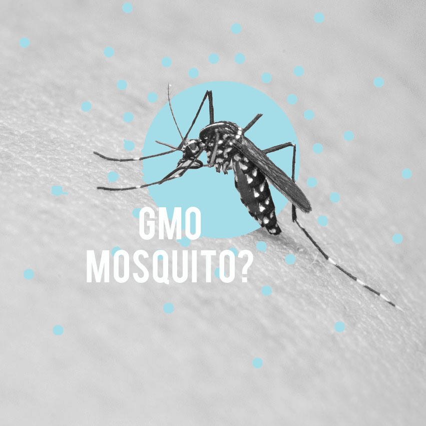 Genetically Modified Mosquitoes? | Genetic Direction